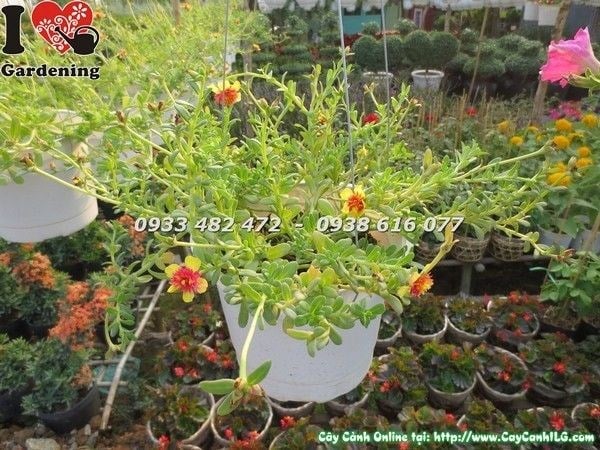 Cây Hoa Mười Giờ Sam Treo Giống Mới (Ms: 23254)