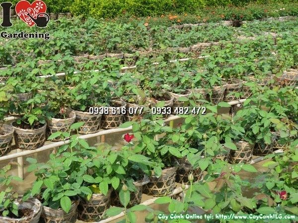 Cây Hoa Hồng Nhung (Cao 30cm – Ms: 23903)