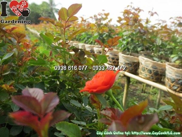Cây Hoa Hồng Tỉ Muội Màu Đỏ Cam (Cao 25cm – Ms: 23910)