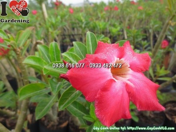Cây Sứ Thái Hoa Hồng Đậm (Cao 40cm – Ms: 23933)