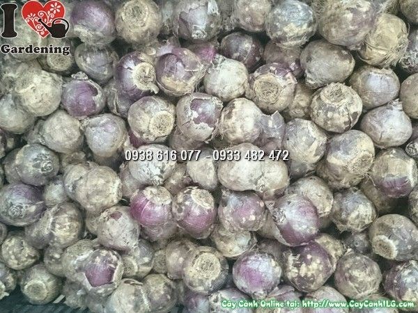 Củ Hoa Tiên Ông Chưa Nảy Mầm (Ms: 23971)