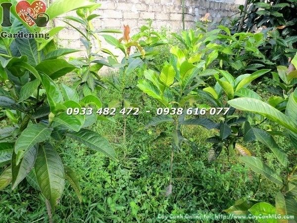 Cây Hoa Hải Đường Giống (Cao 50cm – Ms: 21818)