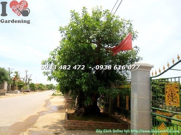 Cây Lộc Vừng Lớn (Hoành 300cm, Cao 5m – Ms: 21867)