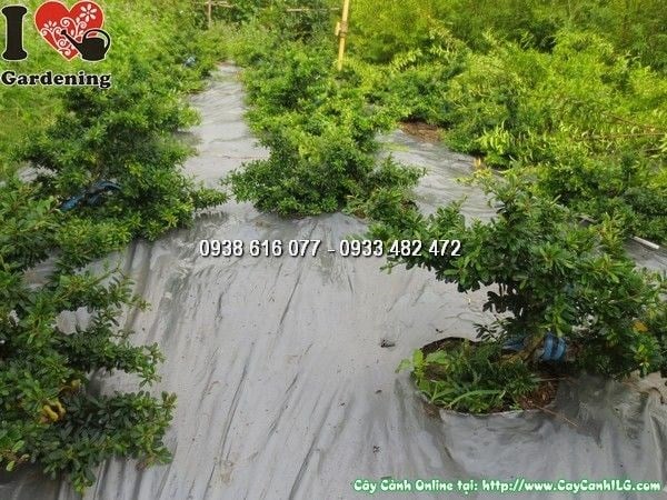 Cây Linh Sam Lá Rí Siêu Nhỏ (Cao 20cm – Ms: 24047)