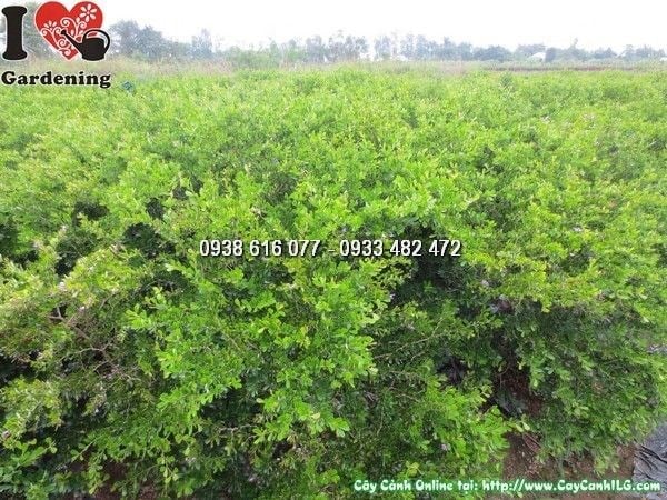 Cây Linh Sam Siêu Bông (Cao 80cm – Ms: 24062)