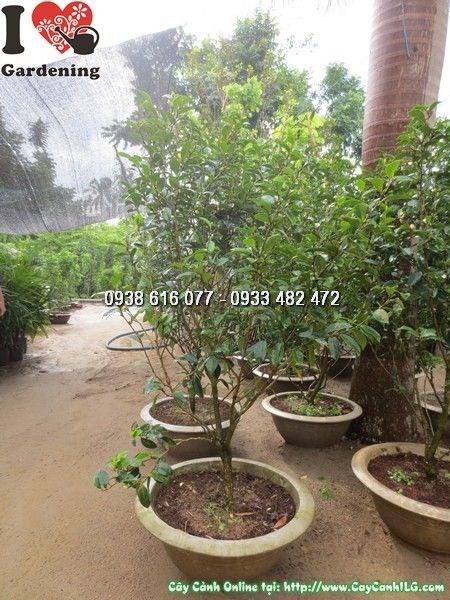 Cây Hàm Tiếu (Cao 1m3 – Ms: 24265)