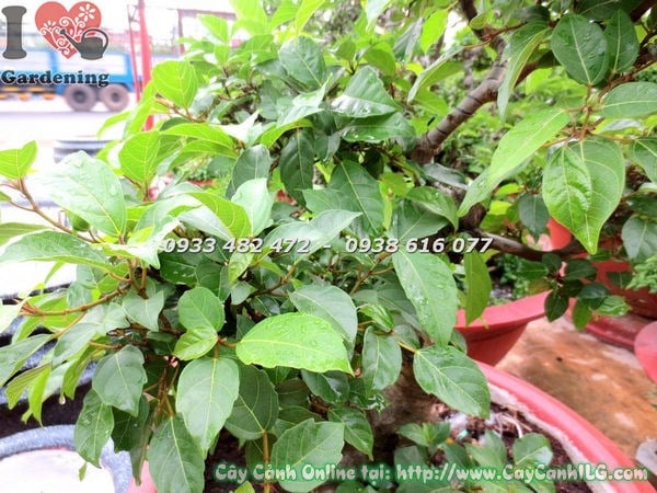 Cây Sung Bonsai (Cao 80cm – Ms: 18382)