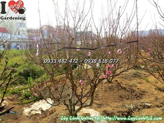 Cây Hoa Đào Hai Màu Hồng Đỏ (Cao 1.7m – Ms: 19856 )
