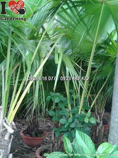 Cây Cọ Mỹ Vuốt Lá (Cao 1m2 – Ms: 24652)