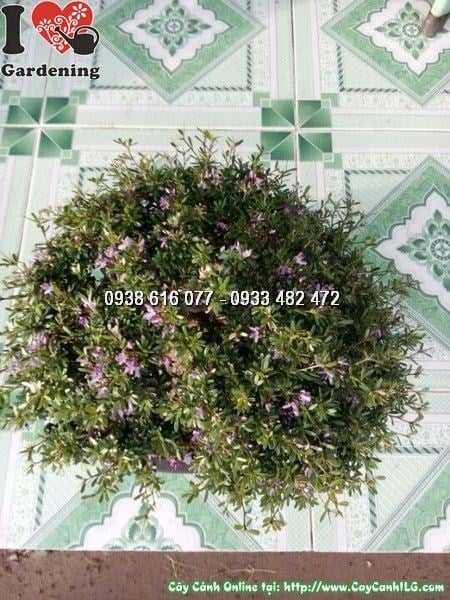 Cây Linh Sam Lá Rí Bonsai (Cao 30cm – Ms: 24698)