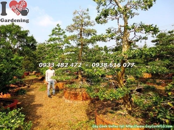 Cây Nguyệt Quế Kiểng Cổ Cổ Thụ (Cao 4m – Ms: 22650)