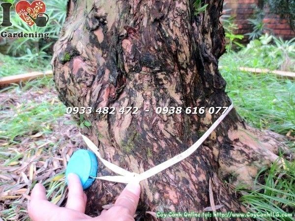 Cây Vạn Niên Tùng Cổ Thụ (Số 5 Hoành 95 cm – Ms: 22658)