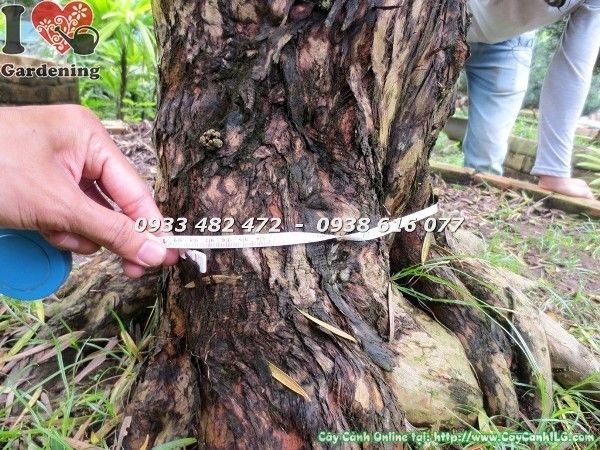 Cây Vạn Niên Tùng Cổ Thụ (Số 4 Hoành 95 cm – Ms: 22669)