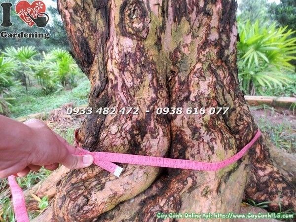 Cây Vạn Niên Tùng Cổ Thụ (Số 1 Hoành 110 cm – Ms: 22705)