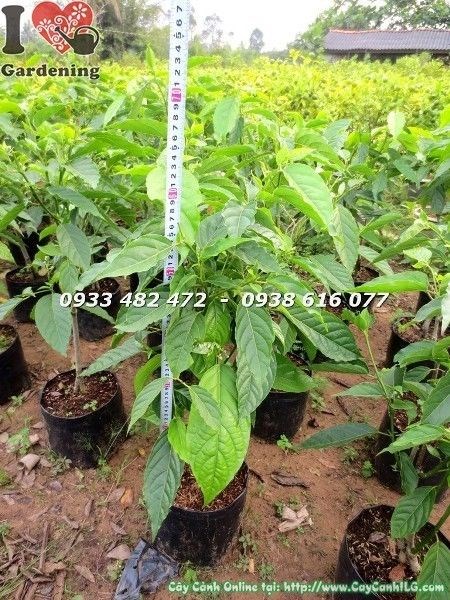 Cây Hoàng Lan (Cao 60cm – Ms: 22721 )