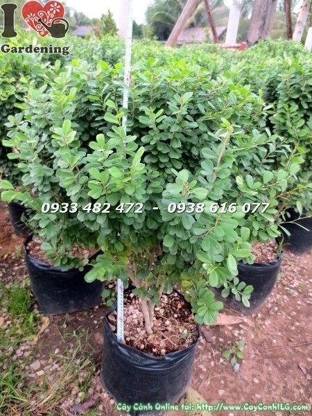 Cây Linh Sam Lá Lớn Không Gai (Cao 60cm – Ms: 22723)