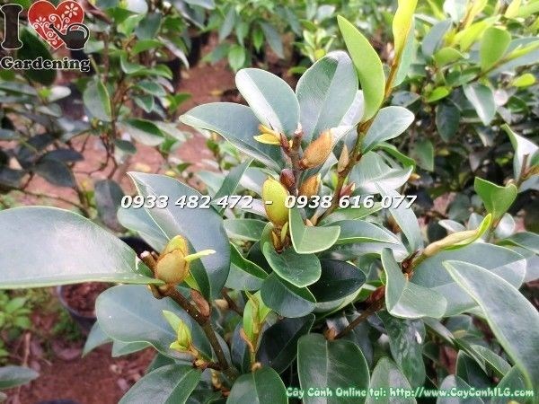 Cây Hàm Tiếu (Cao 70cm – Ms: 22742)