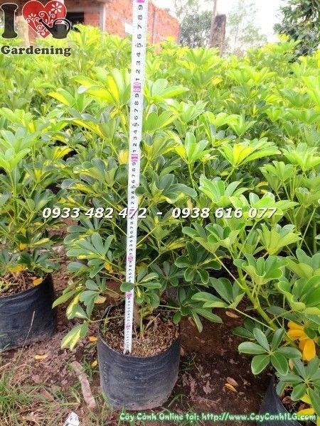 Cây Ngũ Gia Bì Vàng (Cao 60cm – Ms: 22741)
