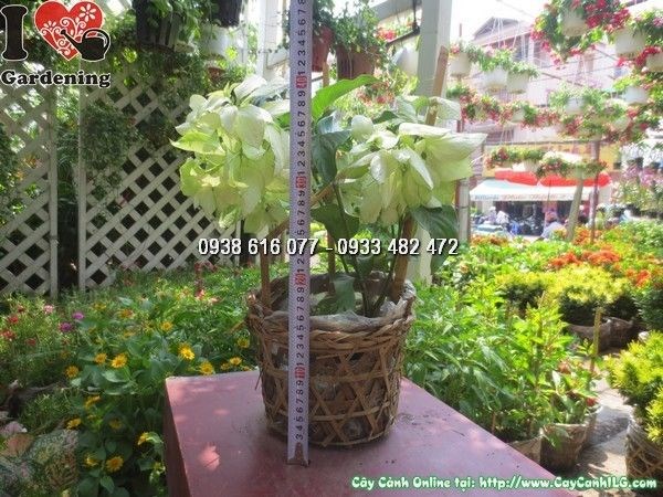 Cây Bướm Bạc (Cao 40cm – Ms: 23762)
