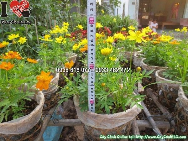 Cây Hoa Cúc Chuồn Chuồn (Cao 20cm – Ms: 23841)