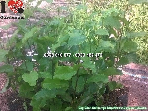Cây Chanh Dây Giống (Cao 30cm – Ms: 24472)