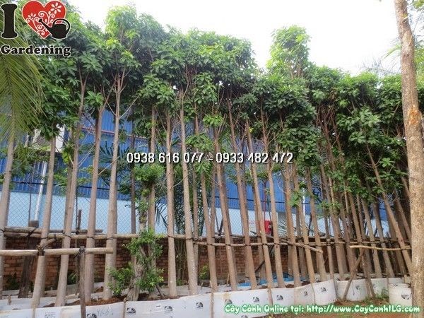 Cây Sala (Cao 5m Đk 20cm – Ms: 24525)