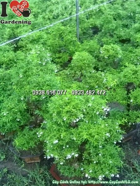 Cây Mai Chiếu Thủy Bonsai (Cao 50cm – Ms: 24775)