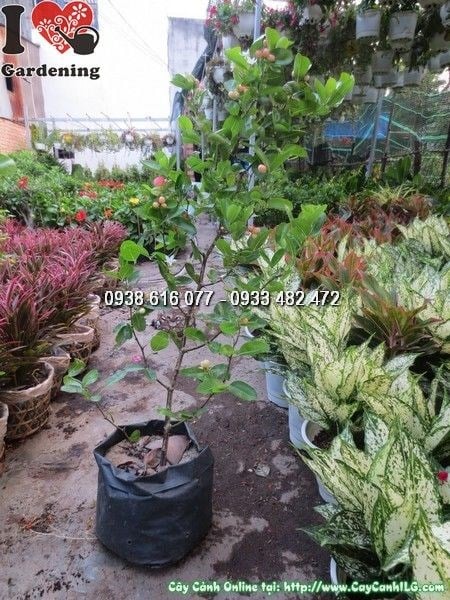Cây Si Rô (Cao 60cm – Ms: 24569)
