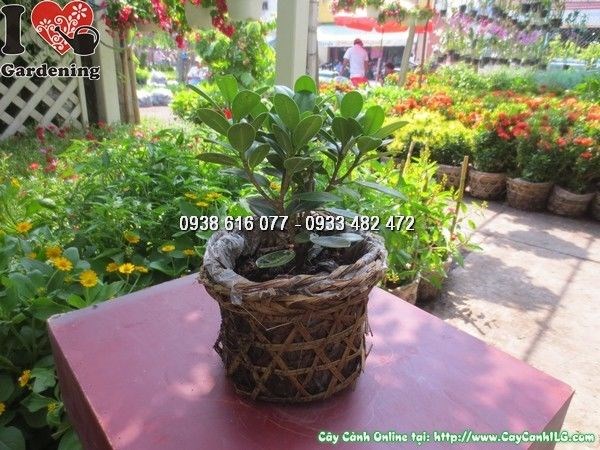Cây Da Nhật Giống (Cao 20cm – Ms: 24583)