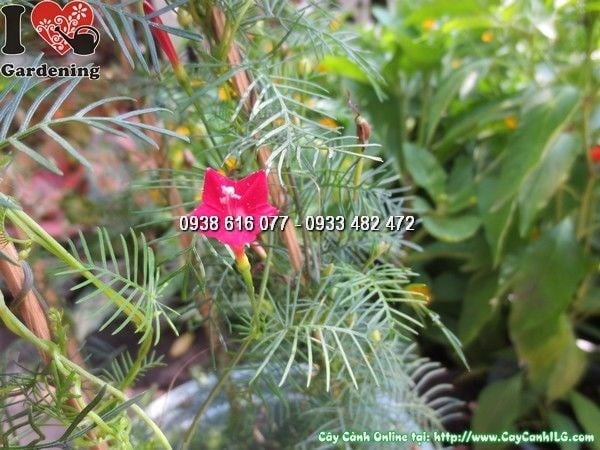 Cây Dây Tóc Tiên (Cao 40cm – Ms: 24594)