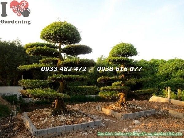 Cặp Cây Sanh Cảnh Cắt Tầng Lớn (Ms: 22439)