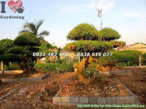 Cặp Cây Sanh Cảnh Cắt Tầng Thế Mẫu Tử Lớn (Ms: 22447)
