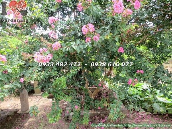 Cây Hoa Tường Vi Hồng Gốc Lớn, Tán Tròn Đẹp (Cao 2.5m – Ms: 22392)