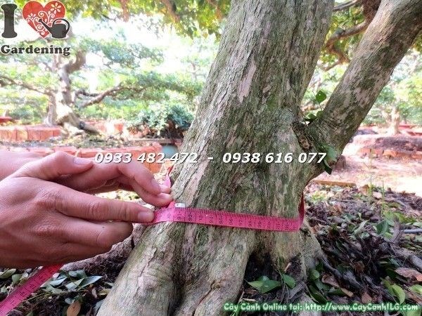 Cây Nguyệt Quế Bonsai Kiểng Cổ (Hoành 90cm Cao 3m – Ms: 22480)