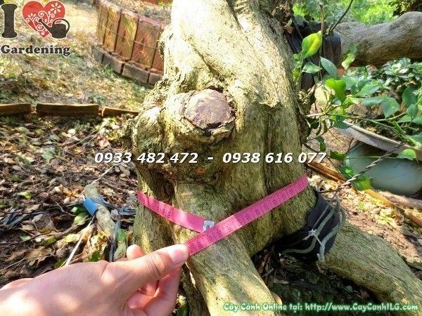 Cây Nguyệt Quế Bonsai Cổ Thụ (Hoành 55cm Cao 2m5 – Ms: 22488)