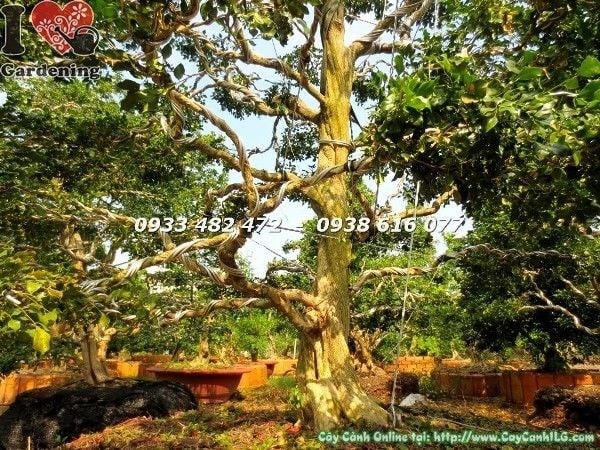 Cây Nguyệt Quế Tán Đẹp (Cao 3m5 – Ms: 22504)