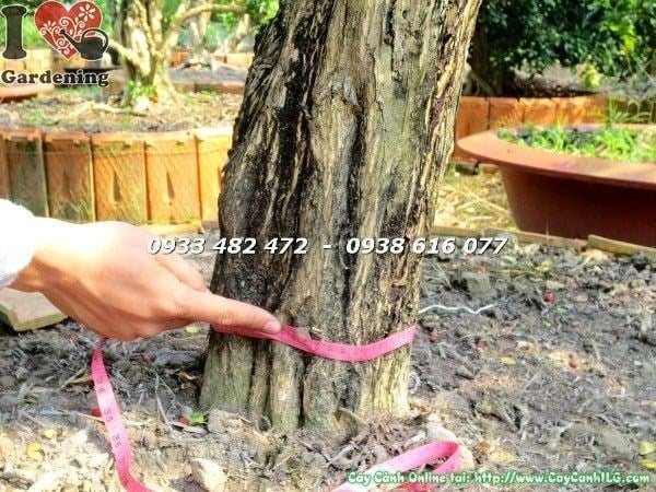Cây Nguyệt Quế Tán Tự Nhiên (Cao 4m Hoành 60cm – Ms: 22513)