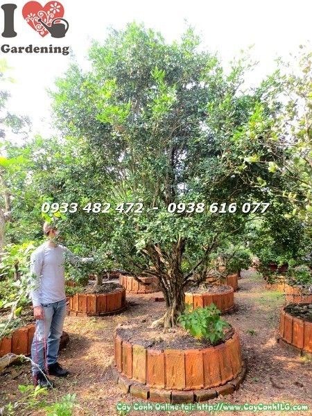 Cây Nguyệt Quế Gốc Lớn Tán Tự Nhiên Đẹp (Cao 2m5 – Ms: 22526)