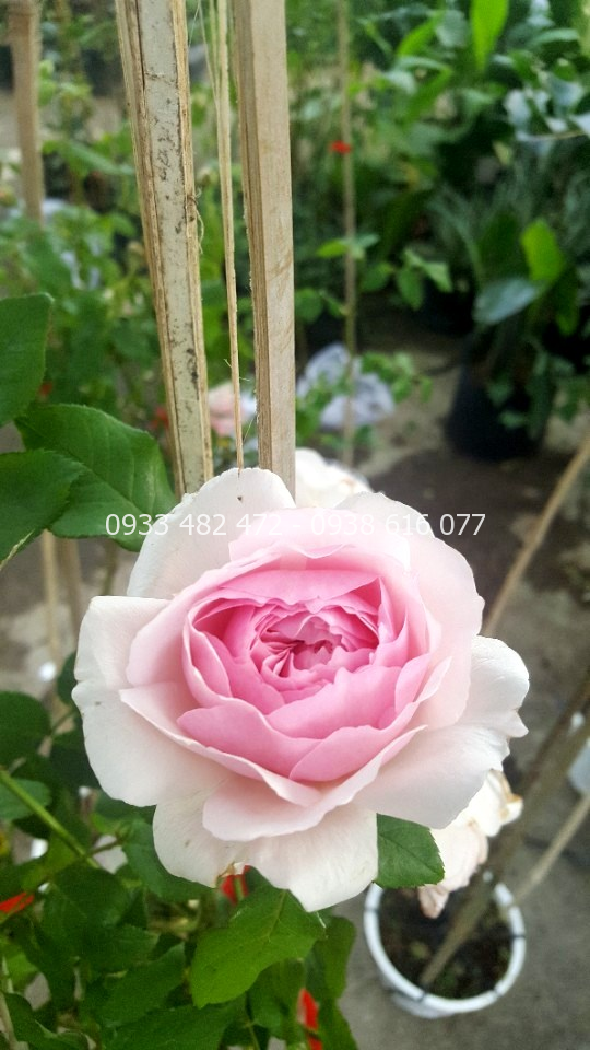 Cây Hoa Hồng Thân Gỗ (Cao 1m - 1m6 – Ms:25859)