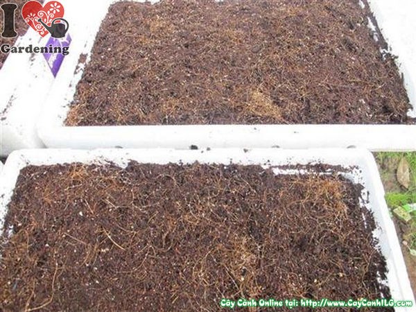 Cung Cấp Xơ Dừa Trồng Cây
