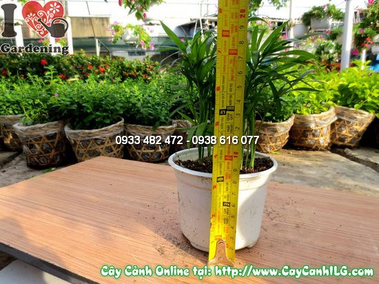 Cây Cau Tiểu Trâm (Cao 10cm – Ms: 12518)