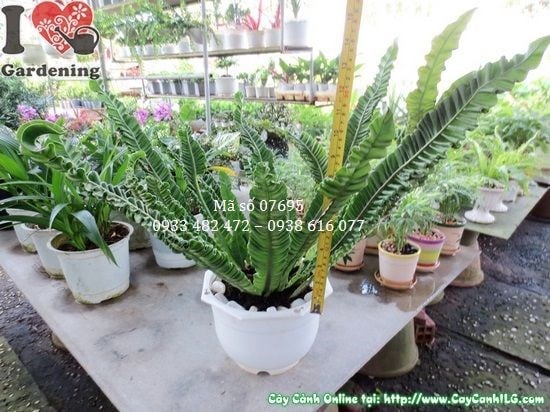 Cây Ổ Phụng Giống Mới (Cao 35cm – Ms: 07695)