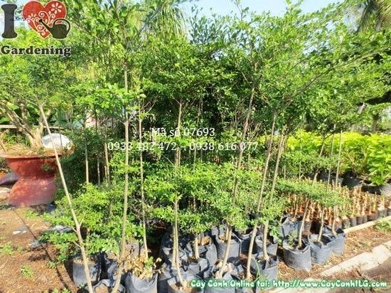 Cây Bàng Đài Loan (Cao 1,8m – Ms: 07693)