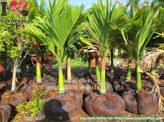 Cây Cau Lùn – Cau Hương (Cao 1,1m – Ms: 07691)