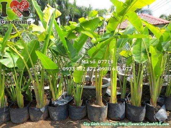 Cây Chuối Rẻ Quạt (Cao 2,2m – Ms: 07710)
