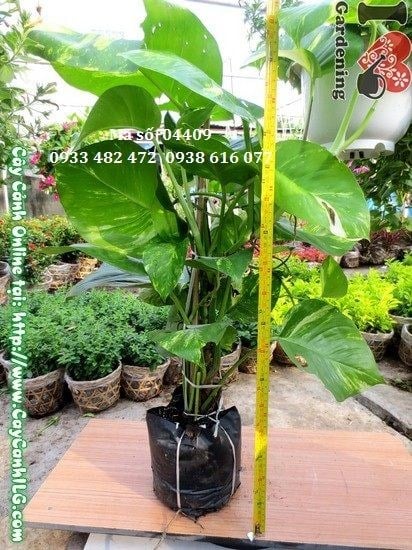 Cây Trầu Ông (Cao 65cm – Ms: 04409)
