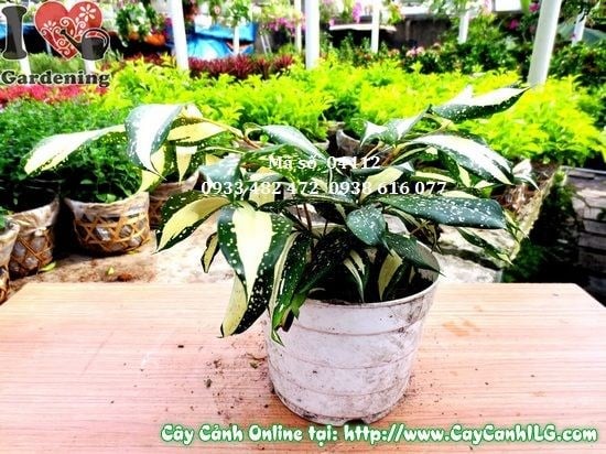 Cây Trúc Nhật Nữ Hoàng (Cao 15cm – Ms: 04412)