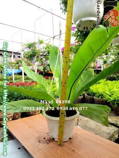 Cây Tổ Điểu (Cao 30cm – Ms: 04398)
