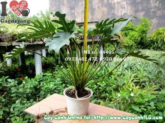 Cây Trầu Bà Khía (Cao 45cm – Ms: 04405)