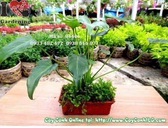 Cây Trầu Bà Khía Chậu Rêu (Cao 25cm – Ms: 04406)
